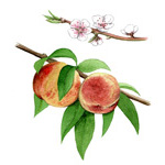 Prunus persica